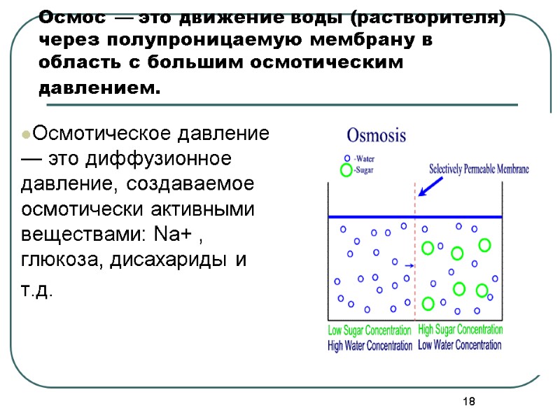 18 Осмос — это движение воды (растворителя) через полупроницаемую мембрану в область с большим